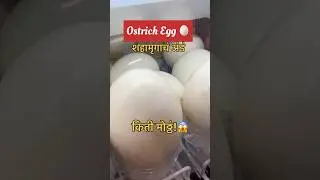 Ostrich Egg | Price in USA 💵 vs India #ostrich #trending #shortreels #minivlog #mustwatch