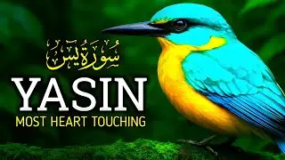 Surah Yasin (Yaseen) سورة يس | Beautiful voice heart touching | Ruqyah Top,Abu Kautsar