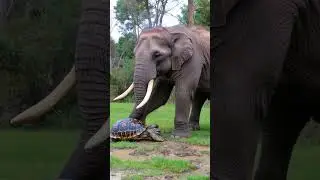 Turtle Meets Elephant &mdash; You Won&rsquo;t Believe This Ending 🐘 #AnimalShorts