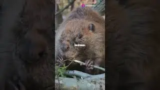Do beavers 🦫 actually eat trees 🌳? #animalfacts #educational #animals #funfacts #beaver