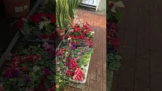 Рига. Растения на уценку. Отложены. Депо.Riga. Plants for sale. Set aside. Depo.