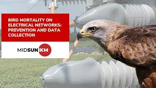 Bird Mortality on Electrical Networks: Prevention and Data Collection