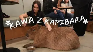 Cafe Capyba - Kawiarnia z kapibarami?! Tylko w Tokio 😍🇯🇵