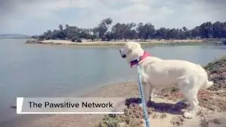 The Pawsitive Network