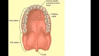 3.Magdy Said, Head and neck, soft palate