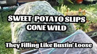 Sweet Potato Slips Gone Wild #harvest 