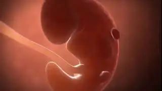 Your baby at 5 weeks | Week-by-week pregnancy | MadeForMums
