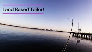 Land-Based Swan River Tailor!