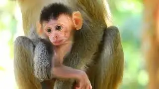 Pure Emotion &mdash; Baby Monkey Feels Lost Without Mother 😭