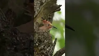 Маленький удодик зовет родителей // A little hoopoe is calling its parents #birds #wildlife #hoopoe