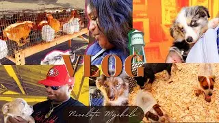 WEEKLY VLOG: (Canton, Texas + Road Trip + Flea Market + Shopping Breeders)
