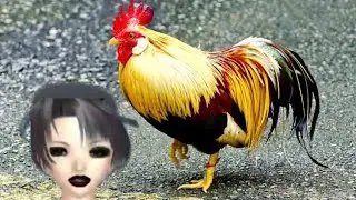 Rooster Crowing Laughing Hen Videos Lizard Bird Funny Lock Screen Lava Hot Model Talks Ayano Seto Up