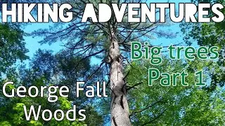 Searching for a BIG Tree at George Fall Woods