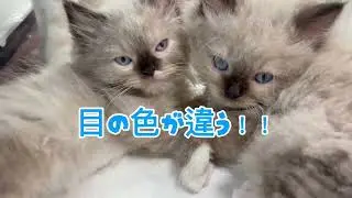 ラグドール&times;ヒマラヤン　男の子　Ragdoll-Himalayan Boy