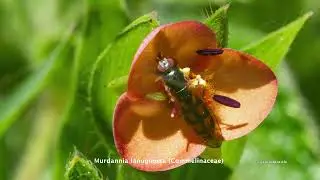 flowers of Kaas with names