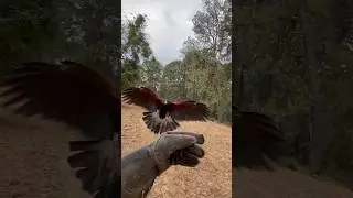 Entrenamiento con aguililla de Harris. #cetreria #nature #caza #naturalezasalvaje #birds #animals