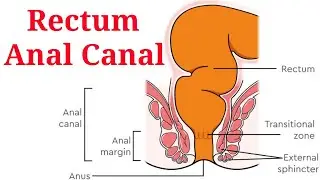 Rectum anatomy 