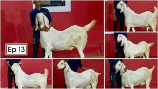 JD Goat Farm Ramadan Series Ep 13 | Sojat Khassi Goats