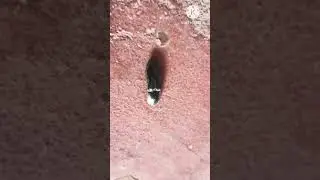 click beetle / elateridae