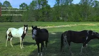 Amicalola Falls and Forrest Hills RetreatIN North Ga Check them out! (full video)