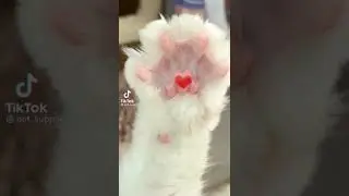 КОТ ❤️❤️❤️