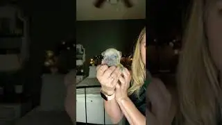 Blue sable French bulldog puppy. Chico