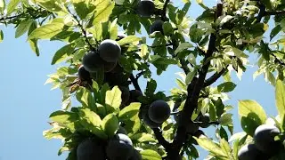 Մայիսյան գյուղի Միչուրինի այգին