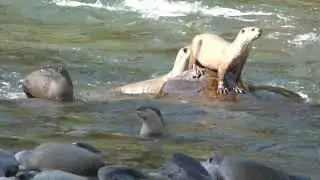 Smooth-coated otters