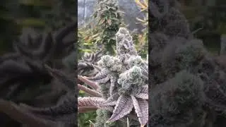 In house genetics platinum kush breath remix #5 #marijuanagrowers