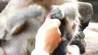 94744374-Monkey life of zone/ Zone of Monkey/ Forest life/ Life of Animals