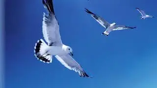 Бунин Птицы небесные Читает Анатолий Алымов