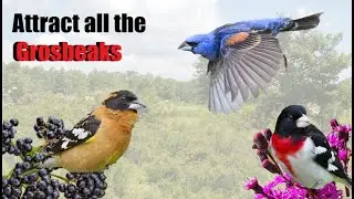 Top 3 tips to Attract Grosbeaks! - All you Need to Know (part 2 of 2)