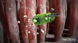 Препарат Ликопид