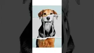 Create Ripped Paper Effect In Canva #canva #tutorial #canvatips #canvahack