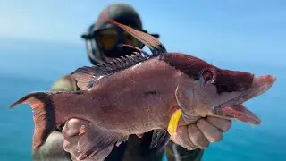 SPEARFISHING for HOG FISH (Catch Clean & Cook) The most EPIC day ever ! Huge GIVEAWAY at the end !