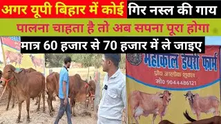 UP के इस डेयरी फार्म पर gir cow का भंडार है || Gir Cow Available for sale || mahakal dairy farm