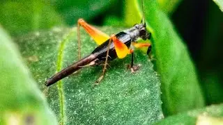 Grasshopper 