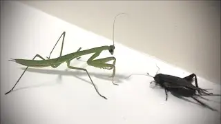 Hungry Mantis VS Fat Cricket