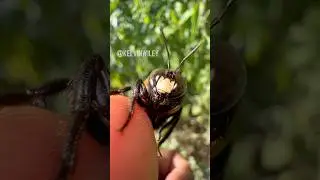 Eastern Carpenter Bee Up Close! 🐝