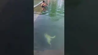 Dog's First Time Scuba Diving #shorts