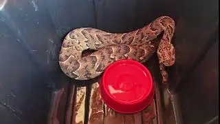 Puff Adder (Bitis arietans) - Hissing