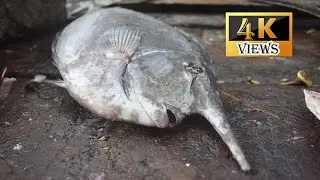 MOST DANGEROUS FISH | BETA FISH CUTTING SKILLS | FRESH FISH CUTTING
