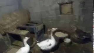 Gurk kaz, gurk kaz hazırlığı,
