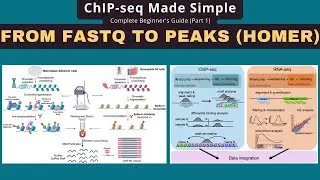 ChIP-seq Analysis: FASTQ to Peaks with HOMER, BWA & Picard Tutorial