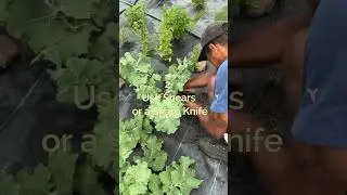 4 Quick Tips: Harvesting Kale for Continuous Growth #harvesting #kale #plants #plantbased #juicebar