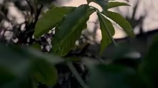 Pizarr&iacute;n - &Iacute;cono producciones