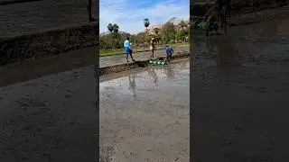 Farming is not an easy job #farming #raitheraju #ytshorts #shorts