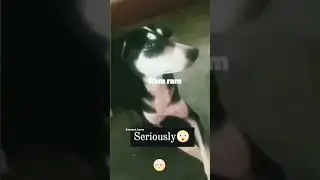 dog saying ram ram😌🚩🔥||shree Ram|| #shorts#ram#ramram#hindu#viral #shortsfeed