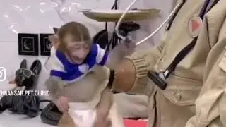 The baby monkey is scared.Baby monkey attacks someone who enters his room