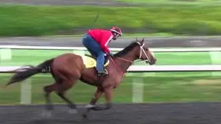 Polar River, Frank Conversation Headline 2016 UAE Derby